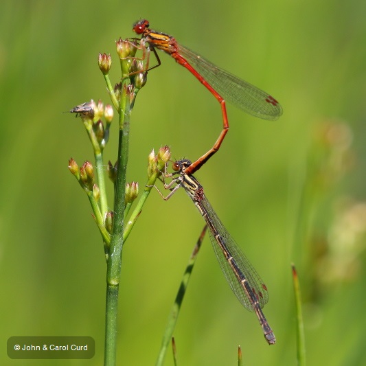 J17_4495 Xanthocnemis zealandica tandem.JPG